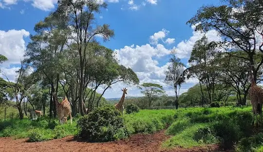 Flights to Nairobi