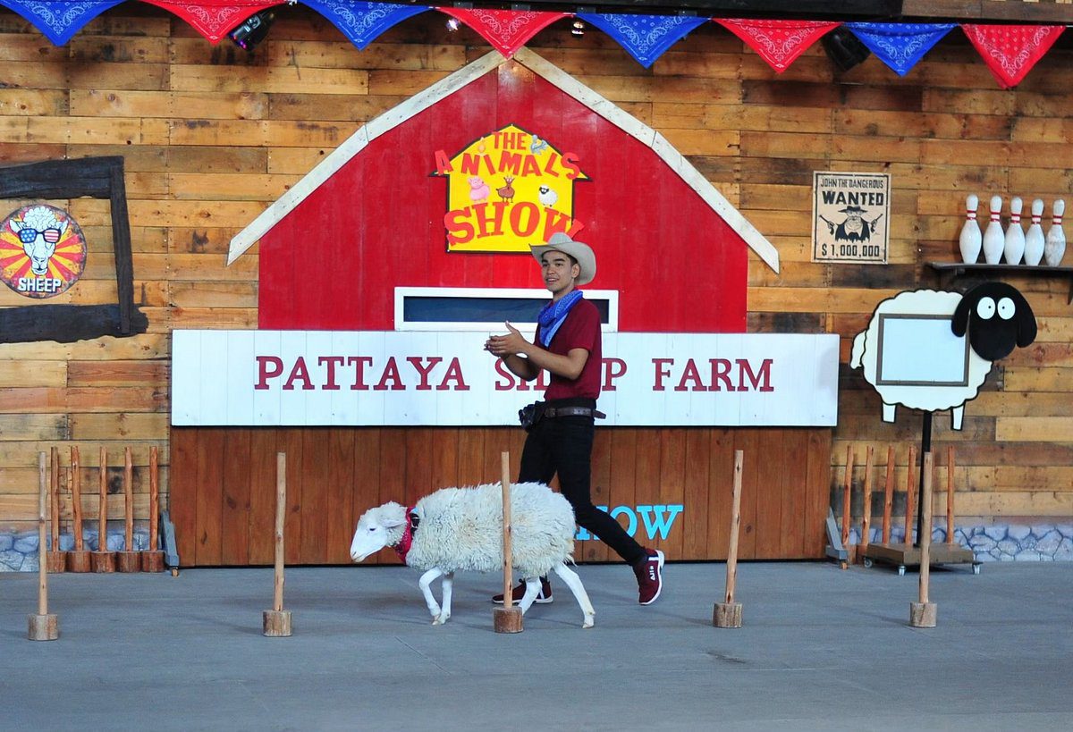 Pattaya Sheep Farm